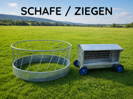 Schafe / Ziegen