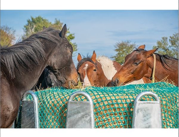 4,5m x 4,5m Flächennetz #60mm